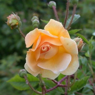 Rose_Ghislaine_de_Feligonde002.jpg