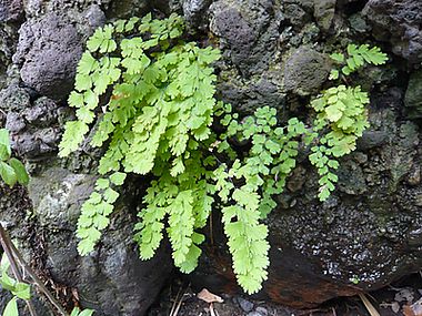 Flora_25__Adiantum_capillus_veneris.jpg