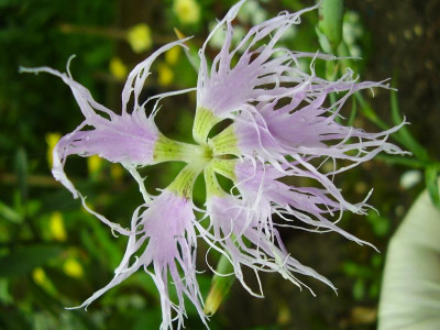 Dianthusmonsp 002.jpg