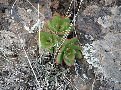 Flora_26_Aeonium_nobile.jpg
