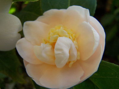 100_0838_Camellia_Botanyuki__2_800.jpg