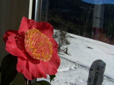 100_0839_Camellia_Momiji_Gari_3.Tag_9_cm_D._800.jpg