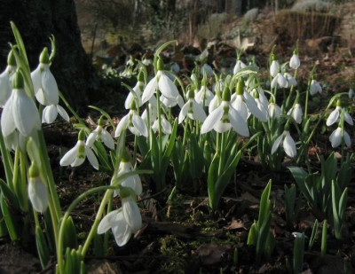 Galanthus10020120.jpg