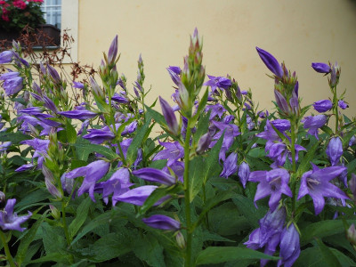 Campanula latifolia 1.2.21 ue.JPG