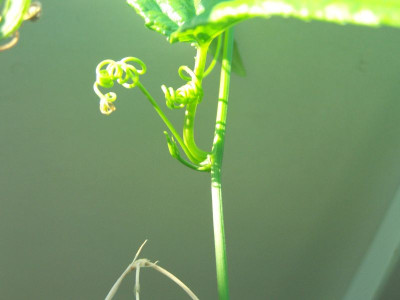 100_0845_Passiflora_tarminiana_evt._Knospe__800.jpg
