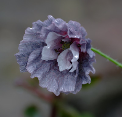 DSC_2122_DxO.jpg