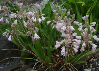 allium kunthianum21.jpg