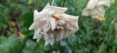 IMG_20210630_204314.jpg