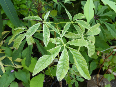 2021-07-02 Aesculus californica 'Spring Joy' 1.jpg