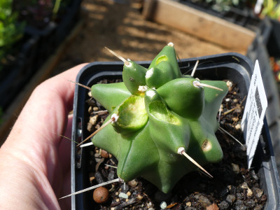 2021-07-02 Kakteen Echinocereus triglochidiatus.jpg