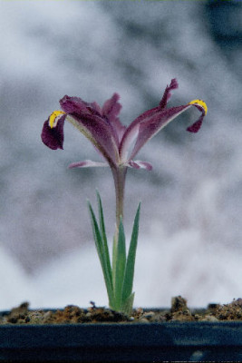 Iris_persica_LN9832.jpg