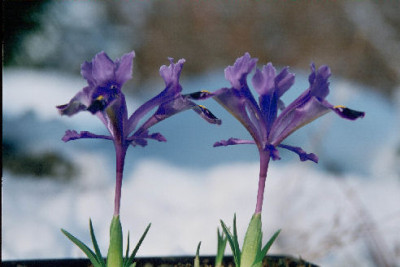 Iris_stenophylla_LN9819.jpg