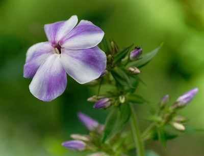DSC_2147_DxO.jpg
