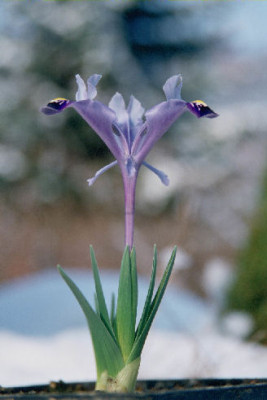 Iris_stenophylla_LN9833.jpg
