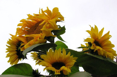 herbstimpression__Sonnenblumen.jpg