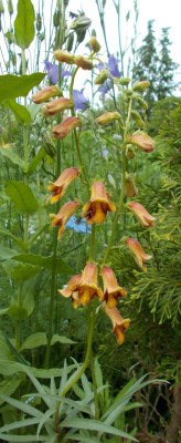 DSCN3042_Digitalis_obscura.jpg