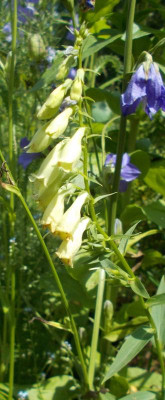DSCN3078_Digitalis_lutea.jpg