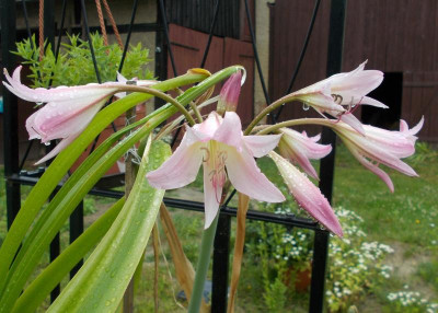 DSCN3060_Crinum.jpg