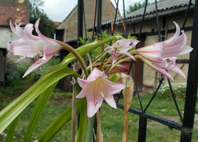 DSCN3066_Crinum.jpg