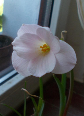 DSCN3035_Zephyranthes_morrisclintii.jpg
