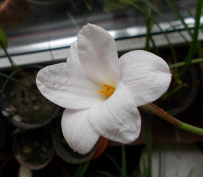 DSCN3062_Zephyranthes_morrisclintii.jpg
