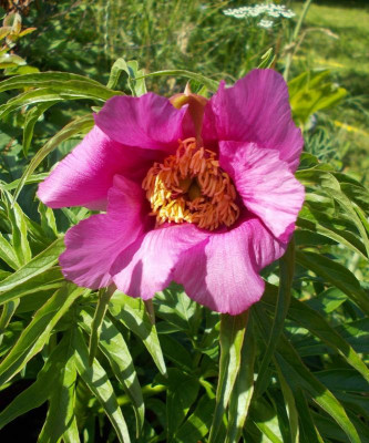 DSCN3030_Paeonia_anomala.jpg