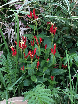 2021-07-02 Spigelia.jpg