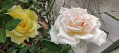 IMG_20210702_184211.jpg
