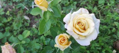 IMG_20210702_200007.jpg