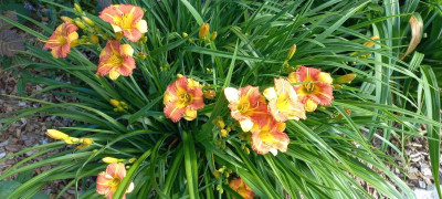 20210703_101729.jpg