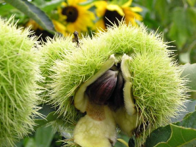 Herbst_Maroni.jpg