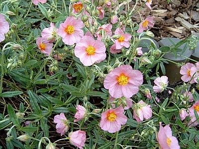 Helianthemum_Sonnenroschen.jpg
