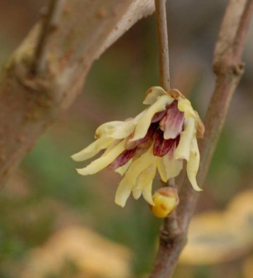 Chimonanthus-294-klein.jpg