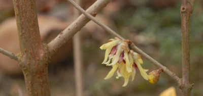 Chimonanthus-298-klein.jpg