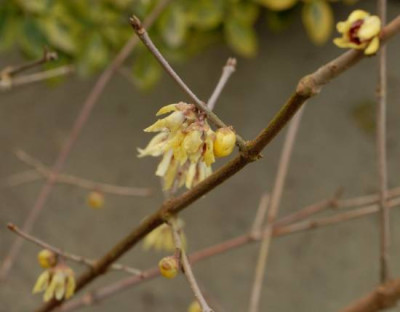 Chimonanthus-300-klein.jpg