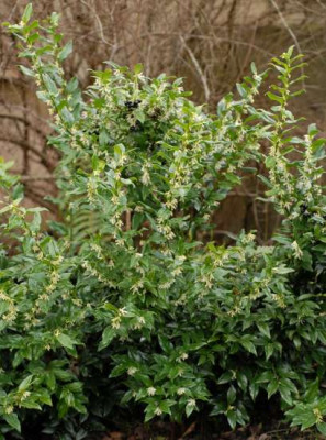 Sarcococca-307-klein.jpg
