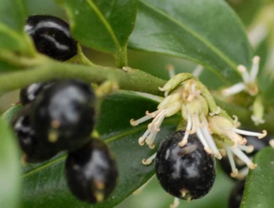 Sarcococca-308-klein.jpg