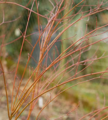 Acer-Seiryu-319-klein.jpg