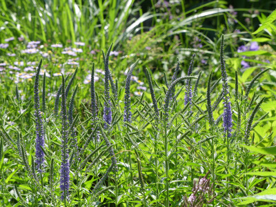 2021-07-03 Veronica 'Hermannshof' 1.jpg