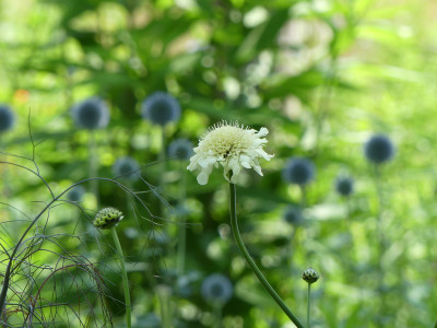 2021-07-03 Cephalaria gigantea 2.jpg