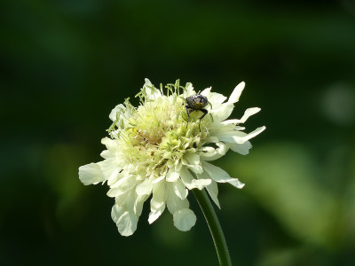 2021-07-03 Cephalaria gigantea 3.jpg