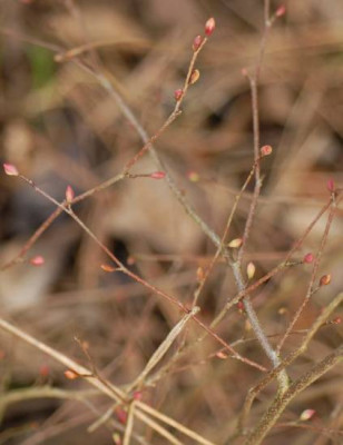 Corylopsis-327-klein.jpg