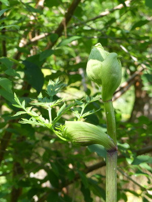 2021-07-03 Angelica dahurica 1.jpg