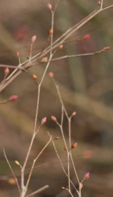 Corylopsis-340-klein.jpg