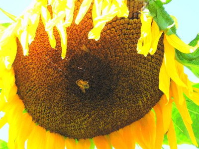 herbstimpression__Sonnenblume_biene.jpg
