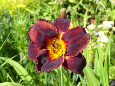 2021-07-03 Hemerocallis 'Smith Brothers'.jpg