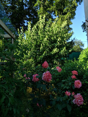 IMG_20210703_190904.jpg