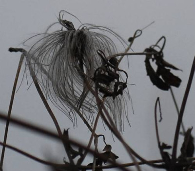 Clematis_Bill_MacKenzie-345-klein.jpg