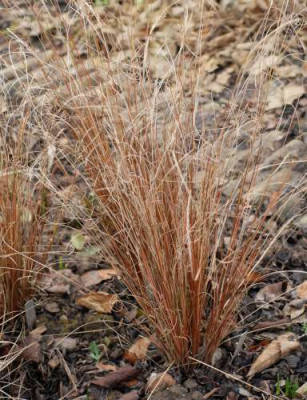 Carex_buchananii-357-klein.jpg