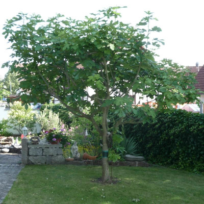 Feigenbaum-Nachbar.jpg